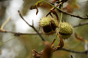 Chestnuts in the autumn park