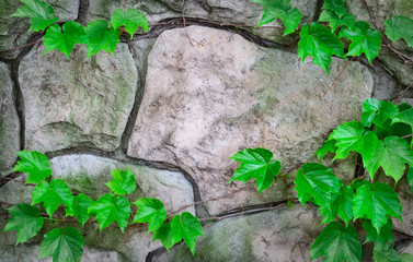 Stone background with grape green leaves