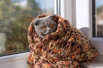 cat sitting on a window in a scarf and looks into the distance
