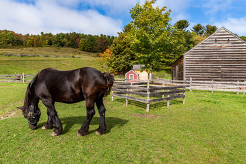 Black Horse Grazing in a Pasture