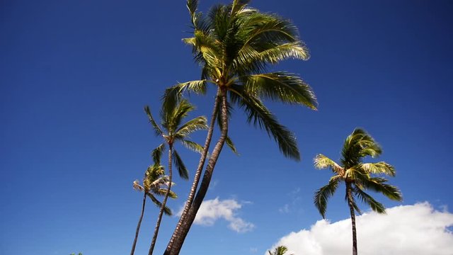 Palm trees in Hawaii, low angle.