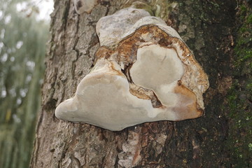 гриб на дереве.mushroom on a tree
