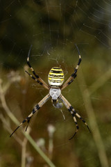 Wespenspinne (Argiope bruennichi)