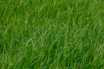 Background of a green grass. Green grass texture