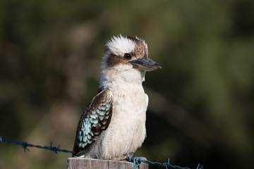 Australian Kookaburra, of the Kingfisher Family