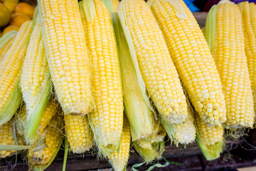 fresh corn. Corn for sale at farmers market