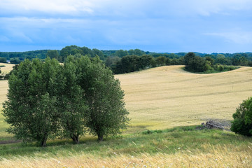 A field of Wheat