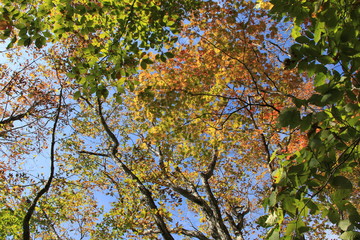 紅葉(世界谷地)