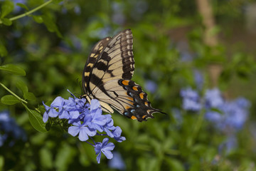 Female Eastern Tiger Swallowtail Butterfly On Plumbago