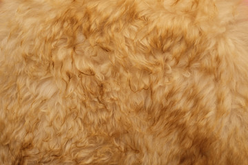 Wool texture for background.