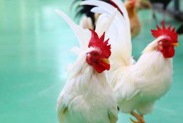 白いニワトリ　緑背景