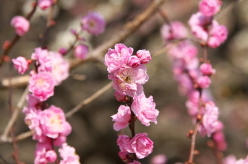 梅の花