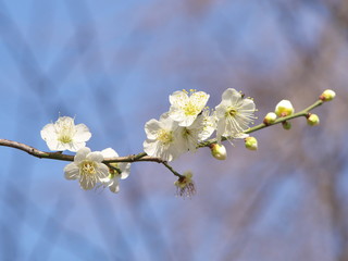 梅の花