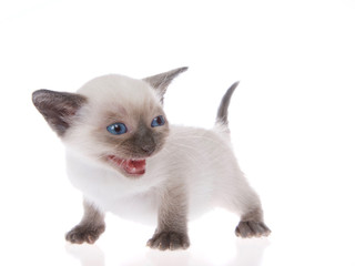 Young siamese kitten with munchkin characteristics, smaller than average, isolated on a white...