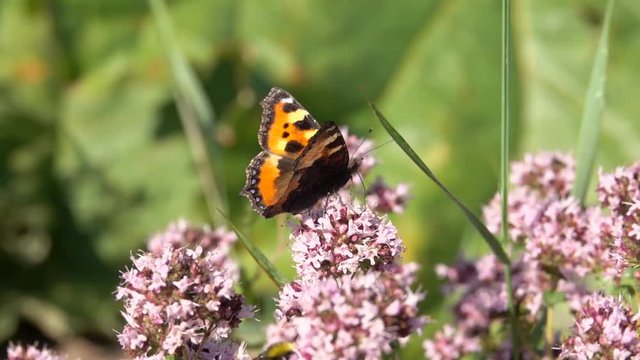Butterfly on flower collecting nectar. Nature slow motion film clip of pollination.