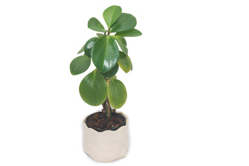 Plant grows from pile of coins over white background       
