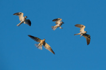 Young Whitetailed Kites fighting with each other in aerial acrobatics