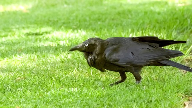 Black feathered raven from Western Australia hunting for grass seeds and edible insects on bright sunny day, 4K 30p