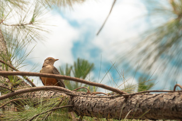 Bird with orange belly between the green tree vegetation. Bird perched on tree branch looking...