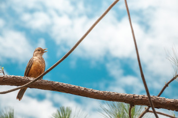 Singing bird with orange belly and open beak on a tree branch. Sunny day with many clouds on a gorgeous blue sky background. Very beautiful bird, also known as Sabia Laranjeira in Brazil.