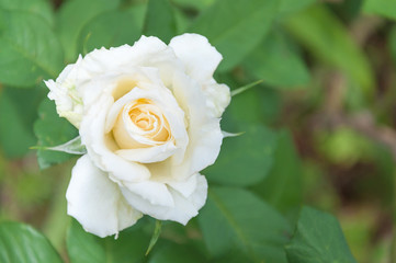 White flower with green leaves background. White flower very beautiful with space for text message to the next.