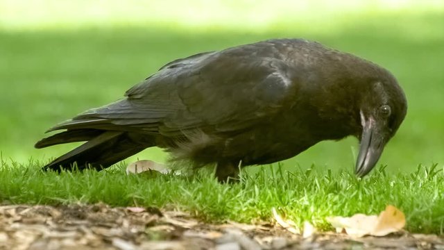 Macro of beautiful intelligent Australian raven (Corvus coronoides) bird sifting through grass and organic matter in search for food, HD 30p