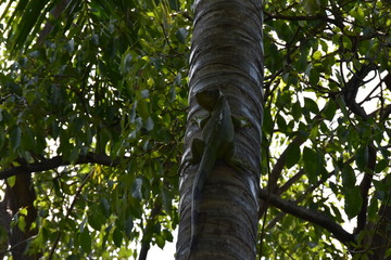Iguana
