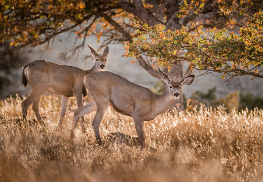 Blacktailed doe and buck on Rowena Crest