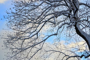 雪./枝に積もる雪.