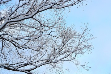 Obraz premium 雪./枝に積もる雪.