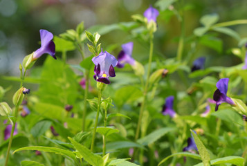 Wishbone flower (Torenia fournieri) in garden for background