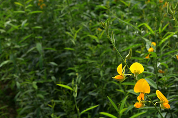 Close-ups of flowers Crotalaria yellow background blur filled with blooming beautifully