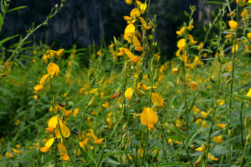 Close-ups of flowers Crotalaria yellow background blur filled with blooming beautifully