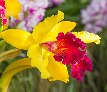 Beauty blooming catleya orchid during summer day.