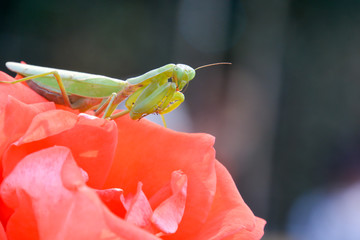 Mantis and rose