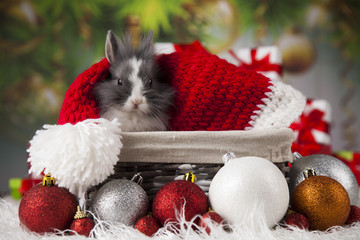 Obraz na płótnie Canvas Rabbit in red santa hats, Holiday Christmas background
