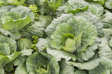 Naklejka premium Rows of fresh cabbage plants on the field before the harvest
