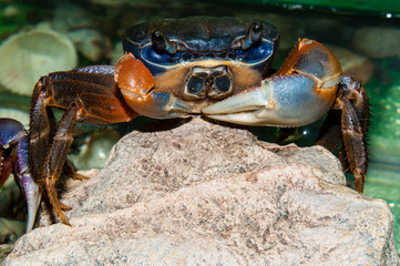 Rainbow crab or Cardisoma armatum