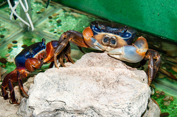 Rainbow crab or Cardisoma armatum