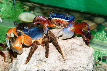 Rainbow crab or Cardisoma armatum