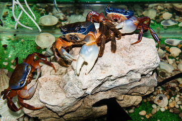 Rainbow crab or Cardisoma armatum