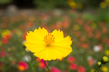  zinnia flowers