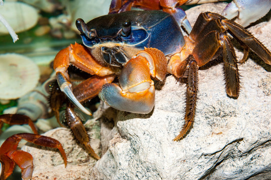 Rainbow crab or Cardisoma armatum