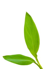 Green Leaves shot on white isolated.