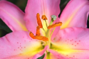 Close up pollens of pink yellow lilly