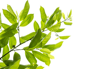 Green Leaves shot on white isolated.