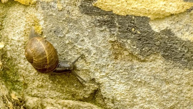 Slow moving land snail leaving a wet slime trail as it glides on outdoor brick wall, 4K 30p