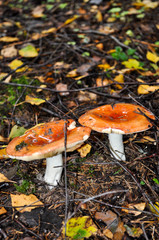 Mushrooms growing ginger in the forest, close-up, bright and juicy. Autumn forest and mushrooms, Lactarius deliciosus