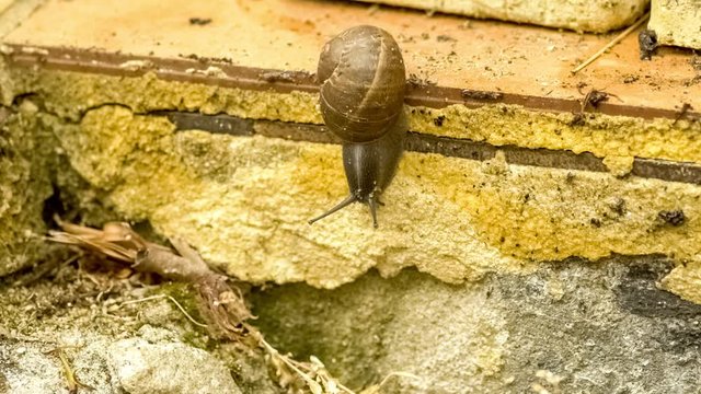 Common garden snail with large antennae gliding down wall, slow motion