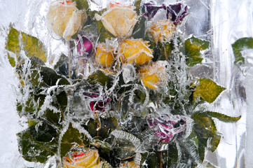 flowers in ice, roses frozen in the ice, beautiful and conceptual